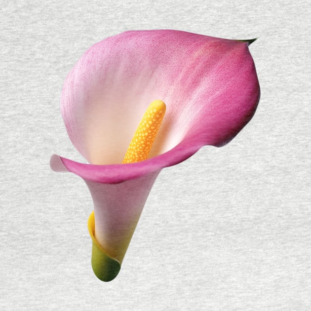 Pink Calla Lily art print by Cre8ily